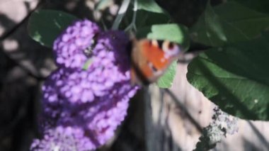 Aglais io, Avrupalı tavus kuşu, yaygın olarak bilinen tavus kuşu kelebeği, yazın leylak, kelebek çalısı veya güneşli bir günde Buda Daviddii ile beslenir..