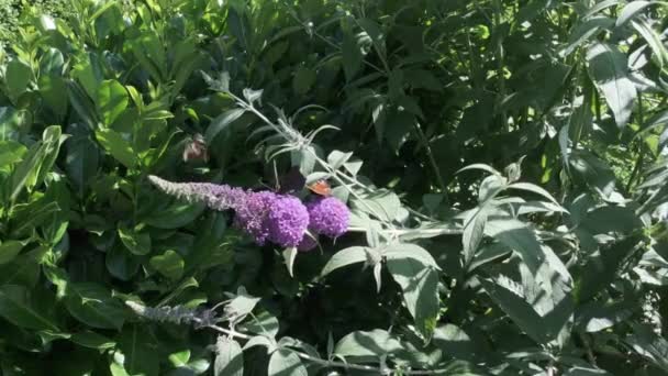 Aglais Der Europäische Pfau Allgemein Bekannt Als Pfauenfalter Der Sich — Stockvideo