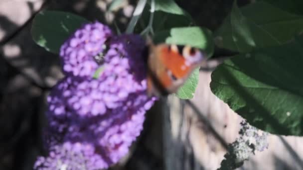 Aglais Evropský Páva Obecně Známý Páví Motýl Krmení Letní Šeříku — Stock video
