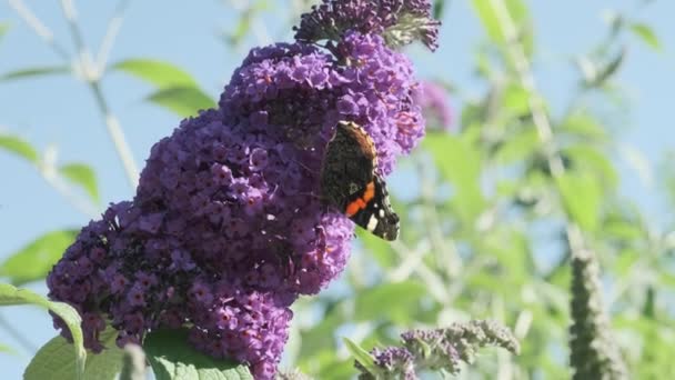 Vanessa Atalanta Kızıl Amiral Siyah Kanatları Şeritleri Beyaz Benekleri Olan — Stok video