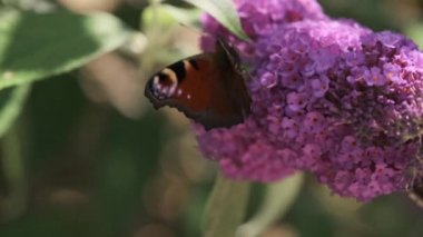 Vanessa atalanta, kızıl amiral, siyah kanatları, şeritleri ve beyaz benekleri olan, yaz leylağı, kelebek çalısı veya güneşli bir günde Buda Daviddii ile beslenen güzel bir kelebektir..