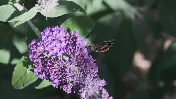 ヴァネッサAtalanta 赤提督は 晴れた日に夏のライラック 蝶の茂みやBuddleja Davidiiに餌 黒い翼 バンドと白い斑点の美しい蝶です — ストック動画