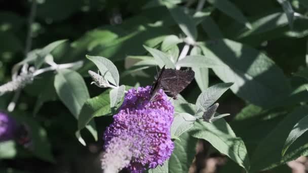 ヴァネッサAtalanta 赤提督は 晴れた日に夏のライラック 蝶の茂みやBuddleja Davidiiに餌 黒い翼 バンドと白い斑点の美しい蝶です — ストック動画