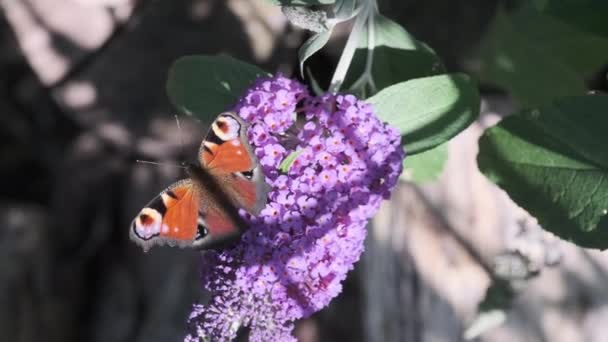 在阳光明媚的日子里 欧洲孔雀Aglais 俗称孔雀蝴蝶 以夏季丁香 蝴蝶灌木或佛陀为食 — 图库视频影像