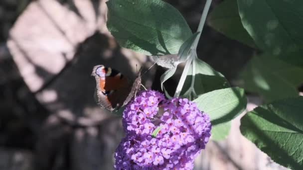 Aglais Pavo Real Europeo Mariposa Pavo Real Comúnmente Conocida Alimentándose — Vídeos de Stock