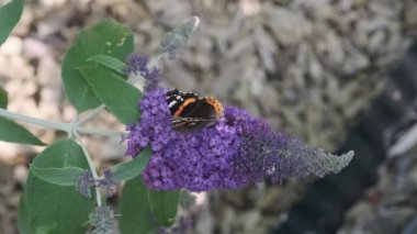 Vanessa atalanta, kızıl amiral, siyah kanatları, şeritleri ve beyaz benekleri olan, yaz leylağı, kelebek çalısı veya güneşli bir günde Buda Daviddii ile beslenen güzel bir kelebektir..