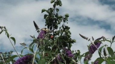 Vanessa atalanta, kızıl amiral, siyah kanatları, şeritleri ve beyaz benekleri olan, yaz leylağı, kelebek çalısı veya güneşli bir günde Buda Daviddii ile beslenen güzel bir kelebektir..
