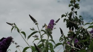 Vanessa atalanta, kızıl amiral, siyah kanatları, şeritleri ve beyaz benekleri olan, yaz leylağı, kelebek çalısı veya güneşli bir günde Buda Daviddii ile beslenen güzel bir kelebektir..