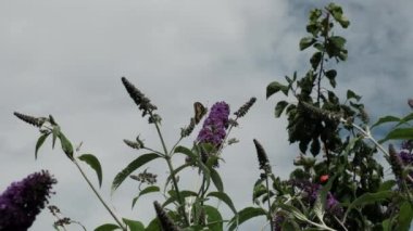 Papilio machaon, Eski Dünya sarı kırlangıç kuşu, Papilionidae familyasından bir kelebek. Siyah ve sarı kanatlı güzel kelebek yaz leylağı, kelebek çalısı ya da Buda Daviddii ile besleniyor.