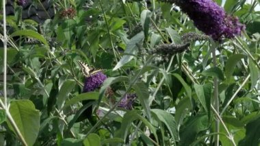 Papilio machaon, Eski Dünya sarı kırlangıç kuşu, Papilionidae familyasından bir kelebek. Siyah ve sarı kanatlı güzel kelebek yaz leylağı, kelebek çalısı ya da Buda Daviddii ile besleniyor.