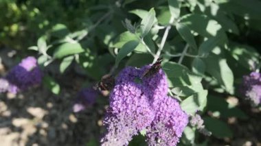 Vanessa atalanta, kızıl amiral, siyah kanatları, şeritleri ve beyaz benekleri olan, yaz leylağı, kelebek çalısı veya güneşli bir günde Buda Daviddii ile beslenen güzel bir kelebektir..