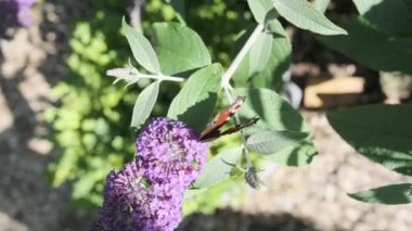 Aglais io, Avrupalı tavus kuşu, yaygın olarak bilinen tavus kuşu kelebeği, yazın leylak, kelebek çalısı veya güneşli bir günde Buda Daviddii ile beslenir..