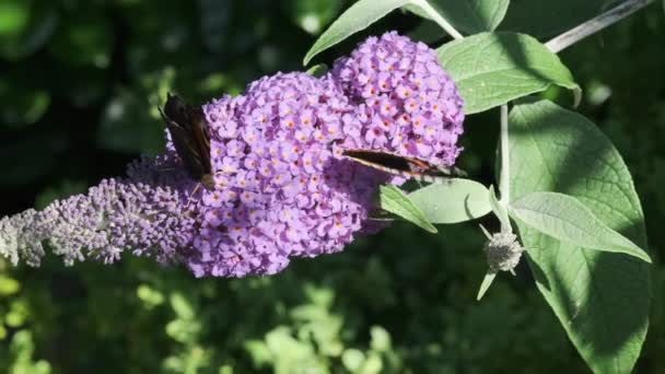 Vanessa Atalanta Almirante Rojo Aglais Pavo Real Europeo Mariposa Pavo — Vídeo de stock