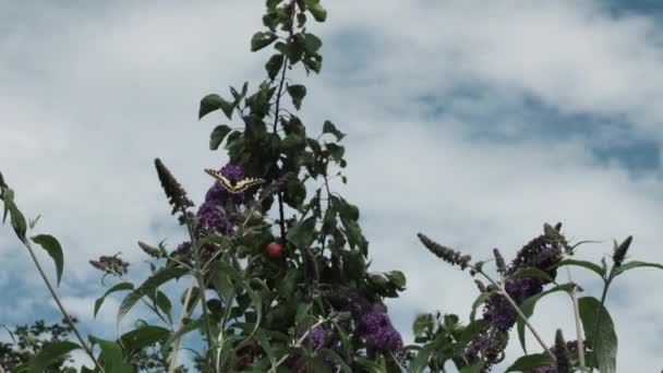 红将军凡妮莎 阿塔兰塔是一只美丽的蝴蝶 有黑色的翅膀 条纹和白色的斑点 在阳光灿烂的日子里以夏季丁香 蝴蝶丛或大丽花为食 — 图库视频影像