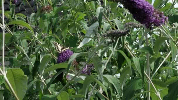 Papilio Machaon Eski Dünya Sarı Kırlangıç Kuşu Papilionidae Familyasından Bir — Stok video