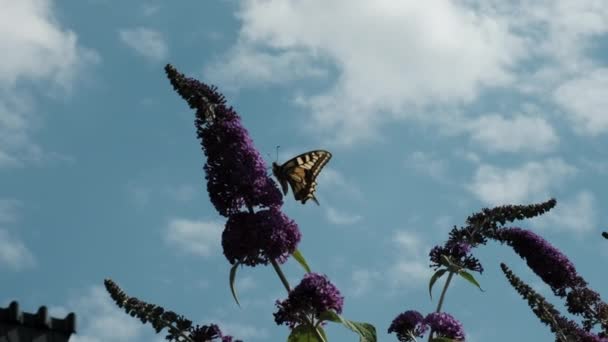 Papilio Machaon Eski Dünya Sarı Kırlangıç Kuşu Papilionidae Familyasından Bir — Stok video