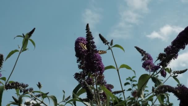 Papilio Machaon Eski Dünya Sarı Kırlangıç Kuşu Papilionidae Familyasından Bir — Stok video