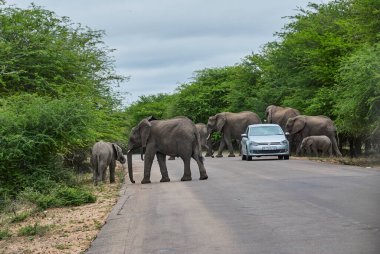 Kruger NP, Güney Afrika - 11 Eylül 2014: Afrika fil sürüsü, Loxodonta, bir yol boyunca gelişigüzel yürüyor ve küçük bir yolcu aracının yanından geçiyor