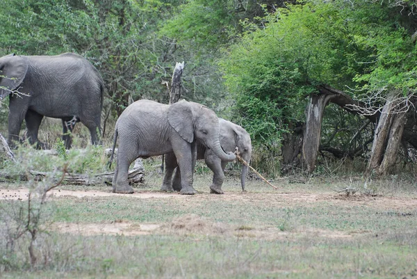 Grupo Jóvenes Elefantes Africanos Juguetones Loxodonta Jugando Juntos Arbusto Africano — Foto de Stock