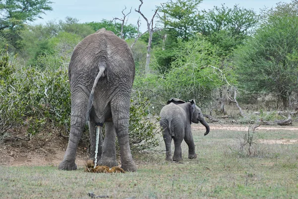 Elefante Africano Femenino Loxodonta Junto Con Elefante Bebé Orinando — Foto de Stock