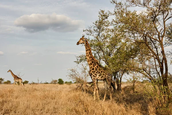 Giraffa Alta Piedi Nel Cespuglio Sud Africa — Foto Stock