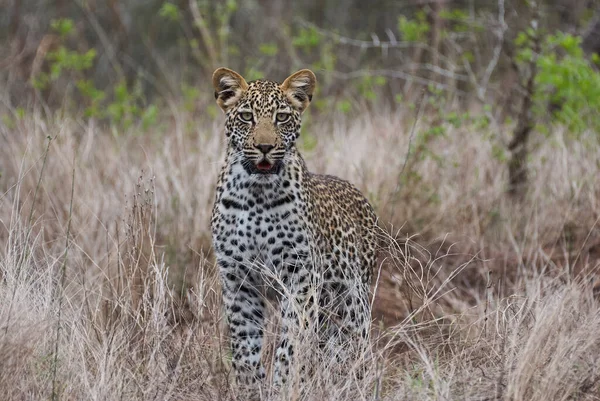 Leopardo Panthera Pardus Grande Predador Gato Selvagem Africano Que Persegue — Fotografia de Stock