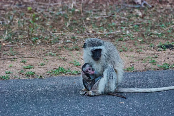 雌のベルベットの猿 クロロコパスのピゲリュス アフリカ原産のセルコピテカ科の旧世界の猿 赤ちゃんの乳化をすすめる — ストック写真