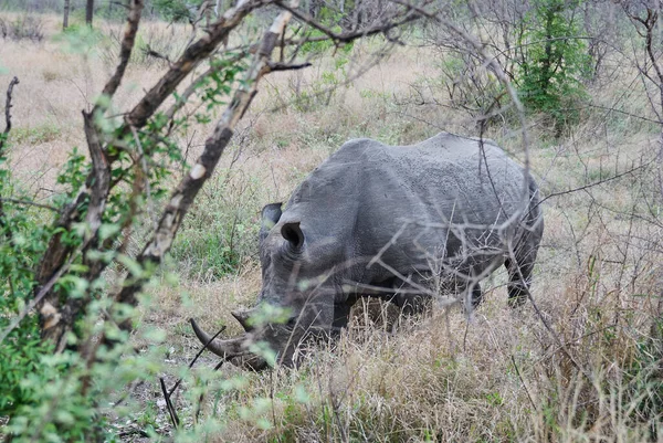 Breitmaulnashorn Ceratotherium Simum Weidet Dichten Afrikanischen Busch — Stockfoto