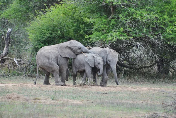 Grupo Jóvenes Elefantes Africanos Juguetones Loxodonta Jugando Juntos Arbusto Africano — Foto de Stock