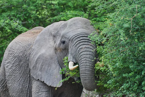 Großer Afrikanischer Elefantenbulle Loxodonta Steht Der Trockenen Landschaft Des Afrikanischen — Stockfoto
