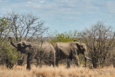 Afrika filleri sürüsü, Loxodonta, Afrika 'nın çalılıklarında gelişigüzel yürüyor..