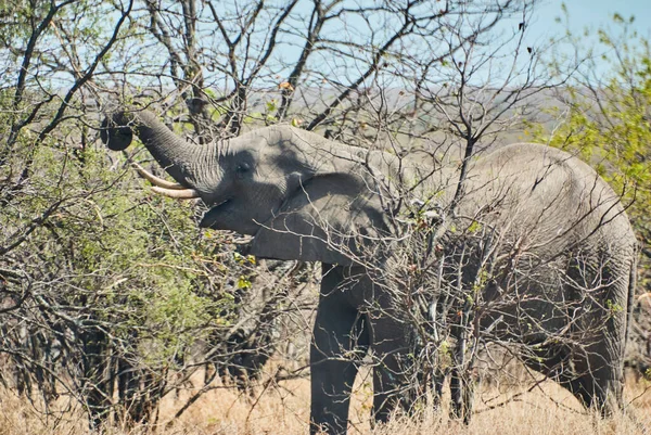 Afrikanischer Elefant Loxodonta Spaziert Lässig Durch Den Busch Einer Afrikanischen — Stockfoto