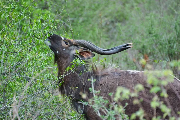 Strong Proud Nyala Bull Tragelaphus Angasii Spiral Horned Antelope Native — Stock Photo, Image