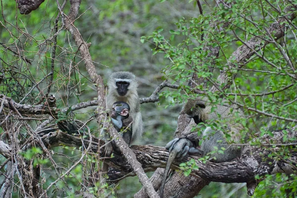 Singe Vervet Femelle Chlorocebus Pygerythrus Singe Vieux Monde Famille Des — Photo