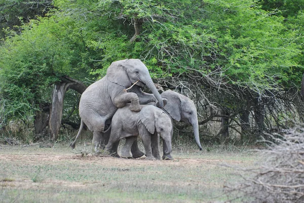 Grupa Zabawnych Młodych Afrykańskich Słoni Loxodonta Bawiących Się Razem Afrykańskim — Zdjęcie stockowe