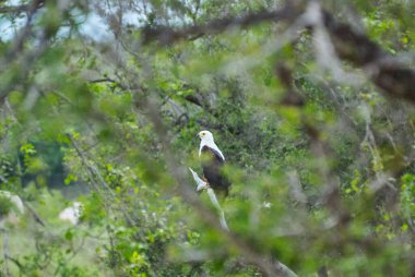 Afrika balık kartalı, Haliaeetus vocifer, ya da Afrika 'da yeşil bir ağaçta tünemiş Afrika deniz kartalı