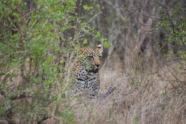Leopar, Panthera pardus, büyük bir yırtıcı ve Afrika vahşi kedisi otların arasında sinsice dolaşıyor, mükemmel bir şekilde kamufle oluyor.