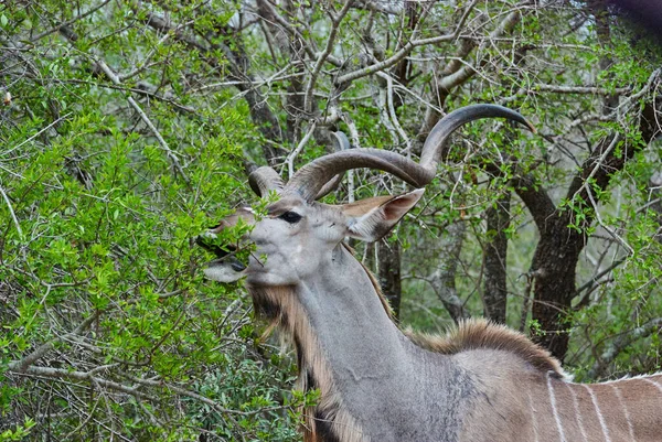 大羚羊 Tragelaphus Strepsiceros 是一种大型林地羚羊 分布在整个东部和南部非洲 大公牛 有大软木塞螺钉角 — 图库照片