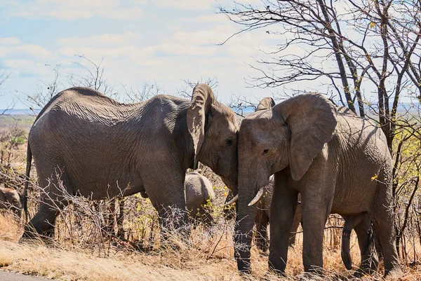 Manada Elefantes Africanos Loxodonta Caminando Casualmente Por Arbusto Paisaje Africano — Foto de Stock
