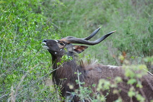 Strong Proud Nyala Bull Tragelaphus Angasii Spiral Horned Antelope Native — 图库照片