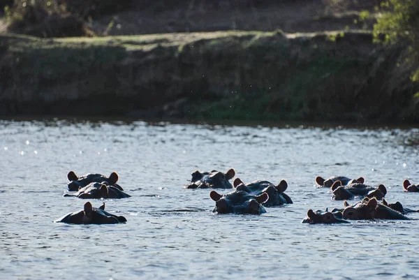 Groupe Hippopotame Hippopotame Amphibie Flottant Dans Une Rivière Dans Paysage — Photo
