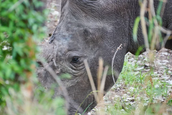 Nosorożec Biały Lub Nosorożec Kwadratowy Ceratotherium Simum Wypas Gęstym Krzaku — Zdjęcie stockowe