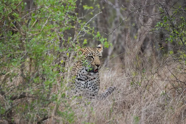 Leopar, Panthera pardus, büyük bir yırtıcı ve Afrika vahşi kedisi otların arasında sinsice dolaşıyor, mükemmel bir şekilde kamufle oluyor.
