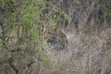 Leopar, Panthera pardus, büyük bir yırtıcı ve Afrika vahşi kedisi otların arasında sinsice dolaşıyor, mükemmel bir şekilde kamufle oluyor.
