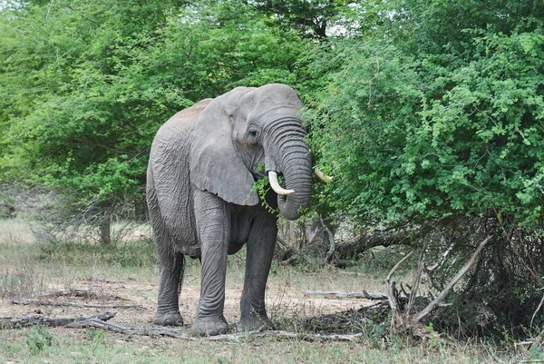 Großer Afrikanischer Elefantenbulle Loxodonta Steht Der Trockenen Landschaft Des Afrikanischen — Stockfoto