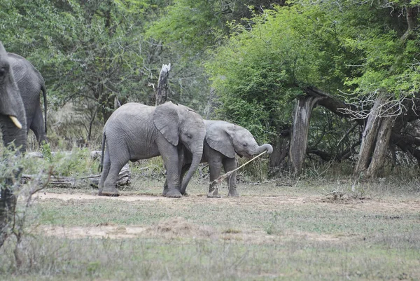 Gruppe Verspielter Junger Afrikanischer Elefanten Loxodonta Beim Gemeinsamen Spielen Afrikanischen — Stockfoto