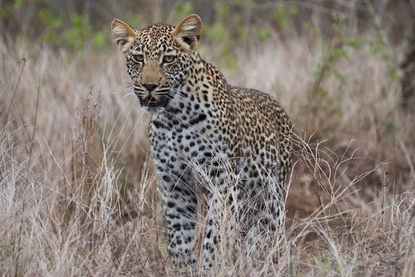 Leopard Panthera Pardus Big Predator African Wild Cat Stalking High — Stock Photo, Image