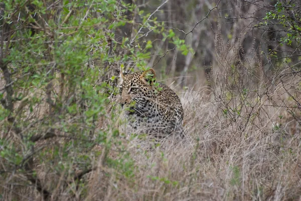 一种大型掠食者和非洲野猫 在高高的草地上潜行 被完全伪装了起来 — 图库照片