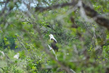 Afrika balık kartalı, Haliaeetus vocifer, ya da Afrika 'da yeşil bir ağaçta tünemiş Afrika deniz kartalı