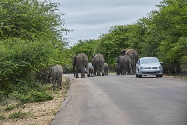 Kruger NP, Güney Afrika - 11 Eylül 2014: Afrika fil sürüsü, Loxodonta, bir yol boyunca gelişigüzel yürüyor ve küçük bir yolcu aracının yanından geçiyor